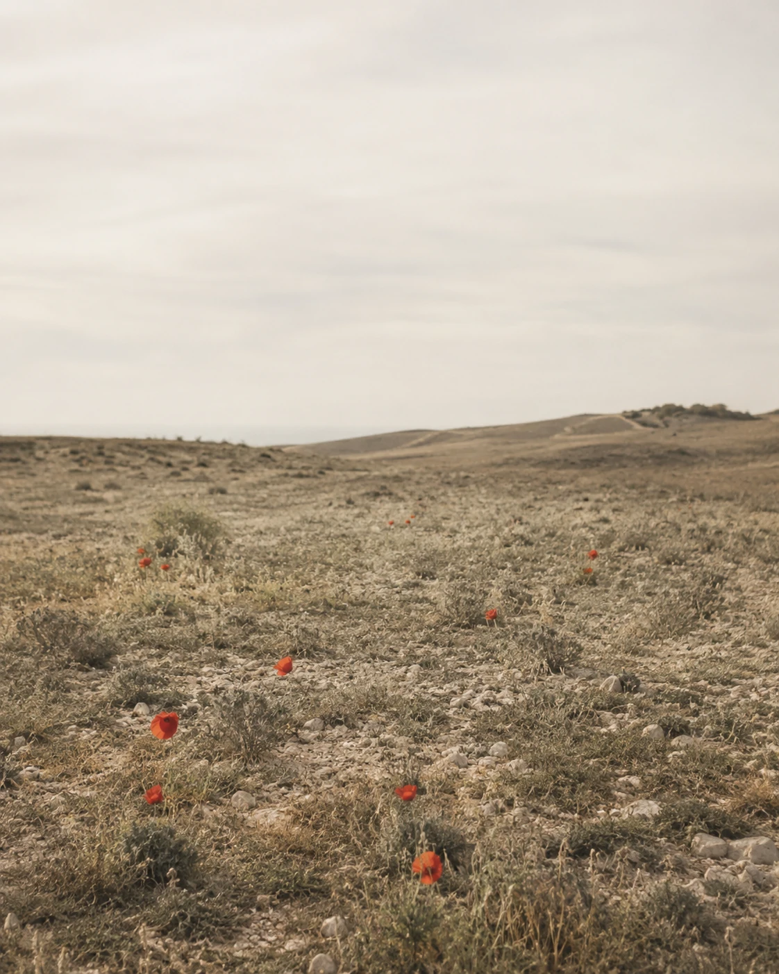 Campo mediterráneo con amapolas silvestres y tonos tierra