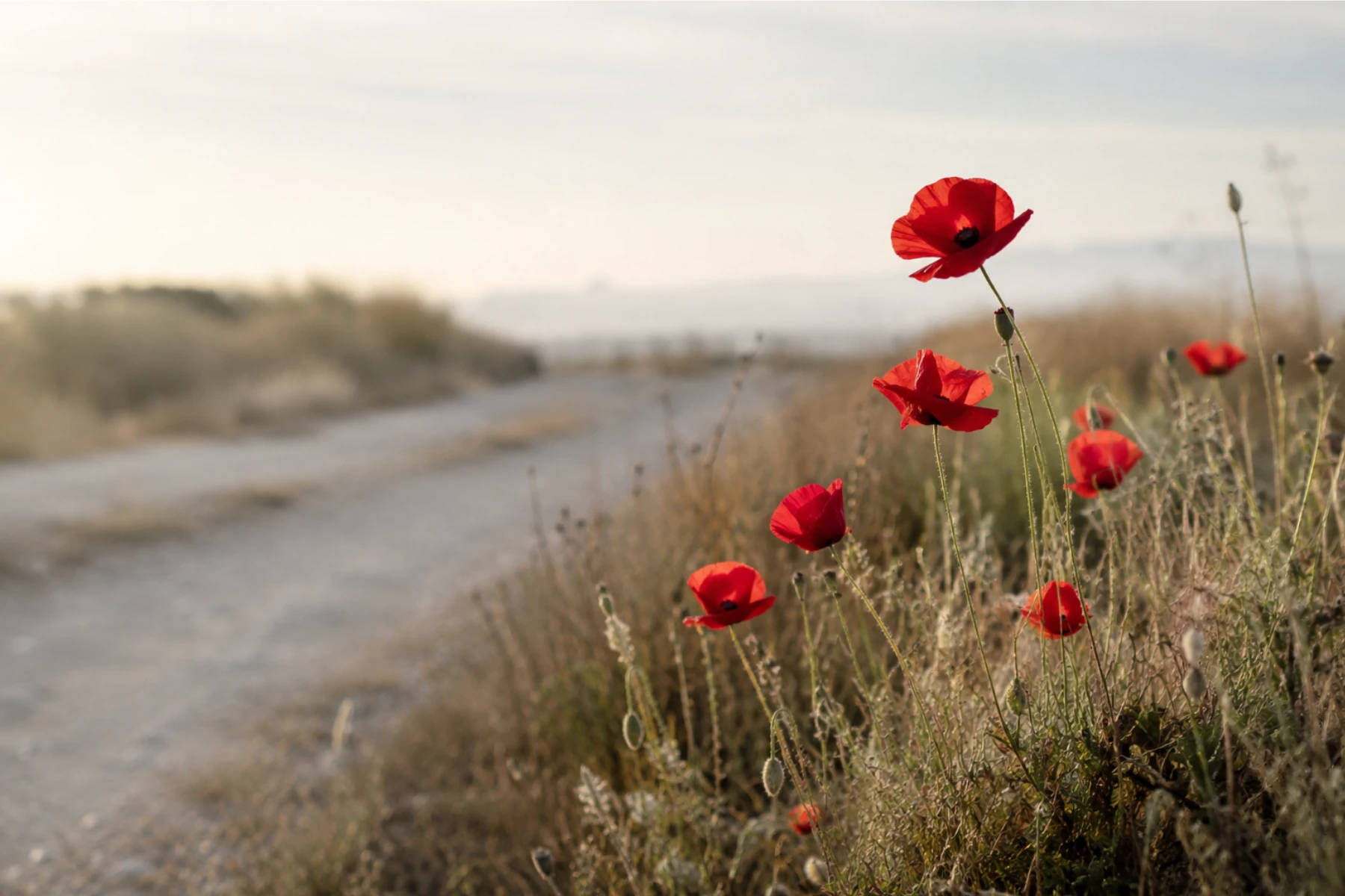 Amapolas rojas creciendo en el borde de un camino con luz natural